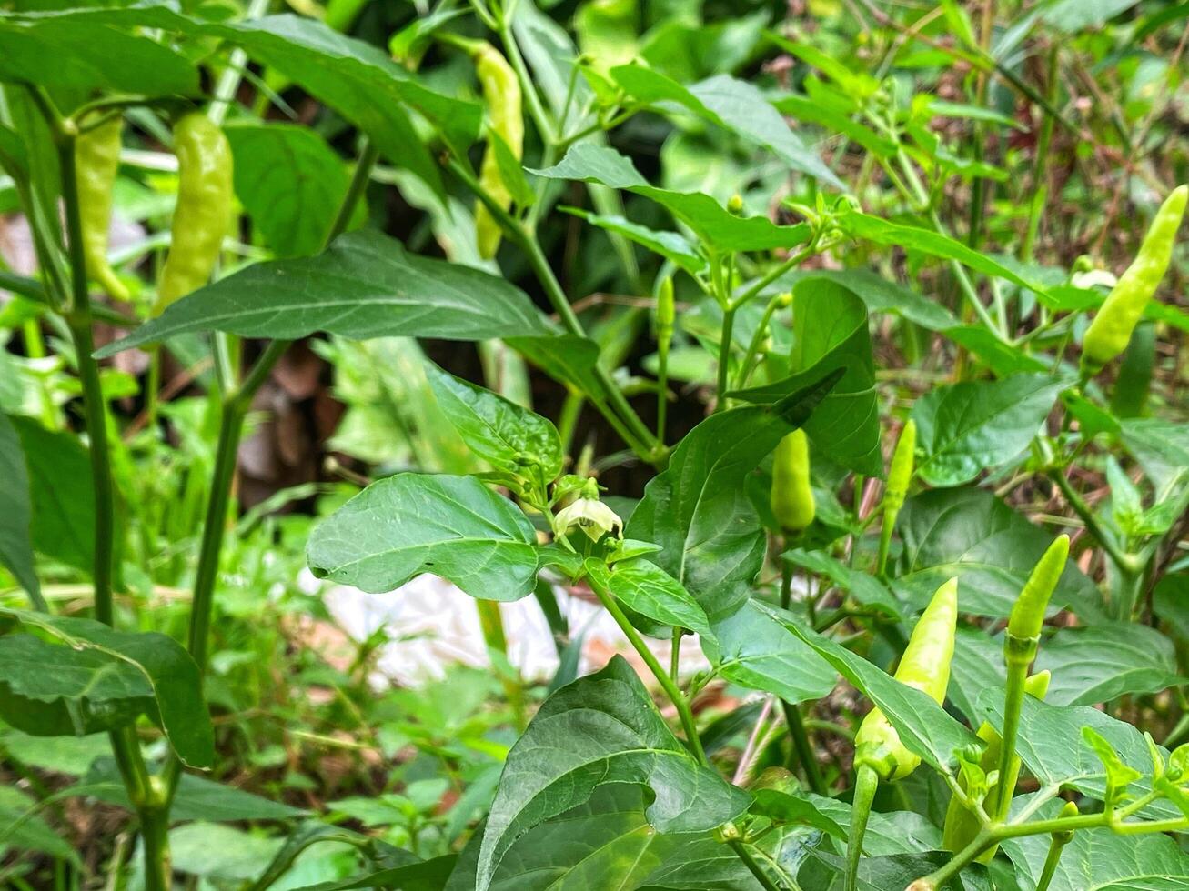 A plant with green leaves and green peppers photo