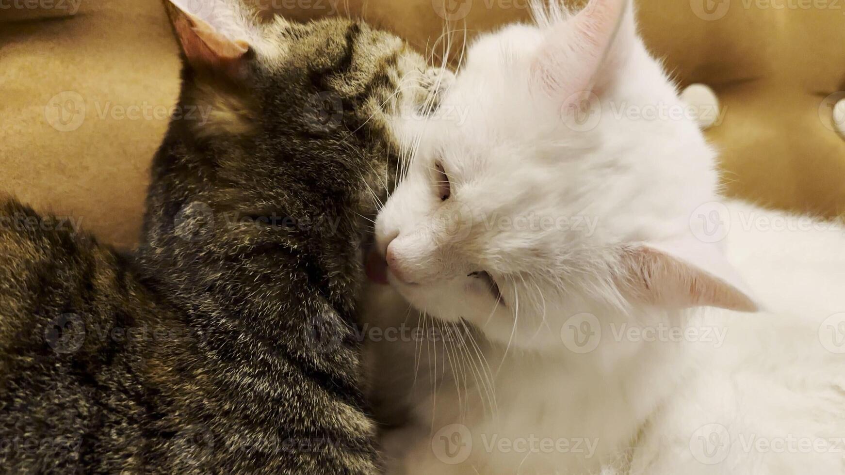 Beautifl domestic cats licking each other with tongues at home. Cute kittens taking care of fur each other at home. Family couple feline resting together. Concept of adorable animals. Close up photo
