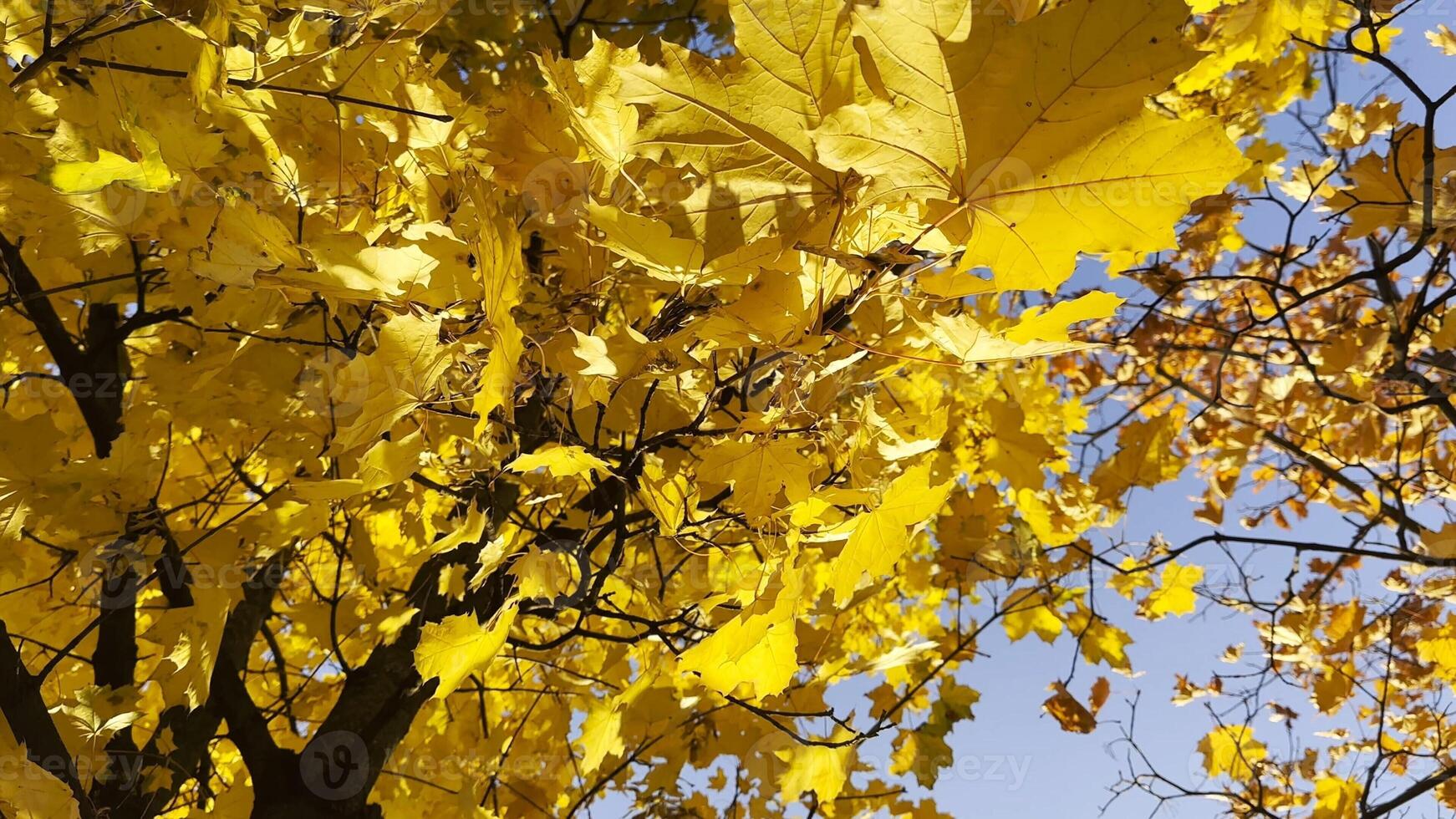 Golden maple leave on tree branches gently swaying in the wind at sunny day. Lush autumn yellow foliage swinging on breeze at forest. Beautiful colorful fall season. Close up Slow motion photo
