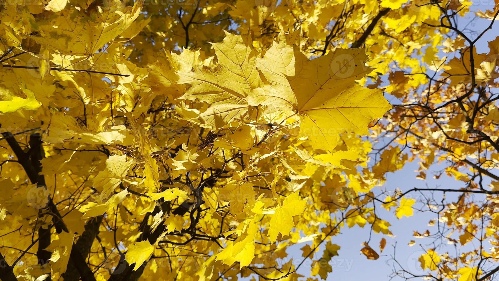 Golden maple leaves on tree branches gently swaying in the wind at sunny day. Lush autumn yellow foliage swinging on breeze at forest. Beautiful colorful fall season. Close up Slow moti photo