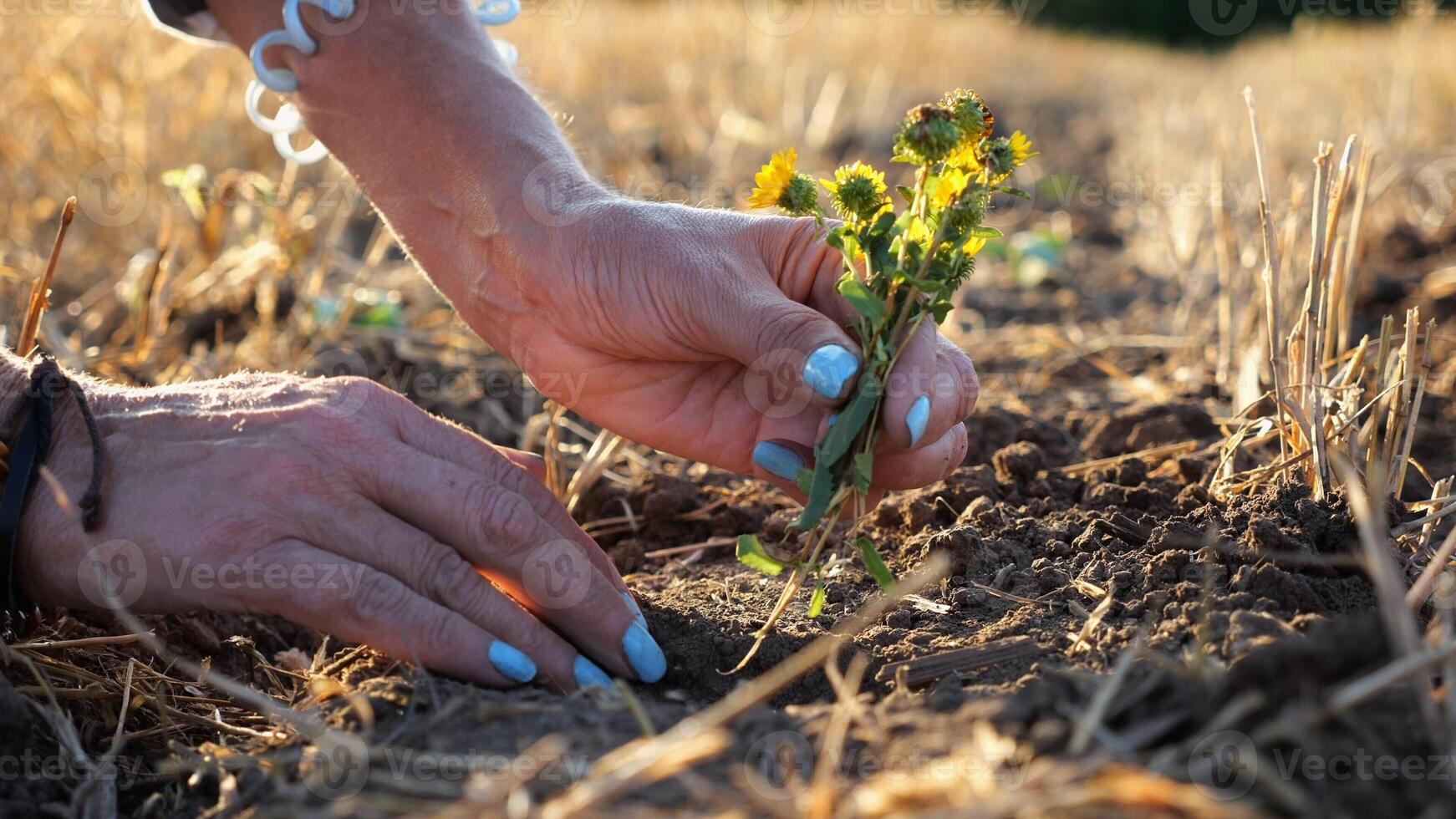Female hands of farmer plantin beautiful yellow flower in the ground at summer season. Arms of agronomist caring for small seedling at sunset. Concept of agricultural business. Slow motion photo