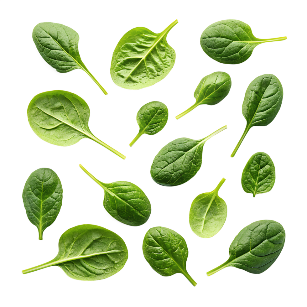 Fresh baby spinach leaves are scattered across a stark transparent background creating a vibrant, nutritious food pattern. png