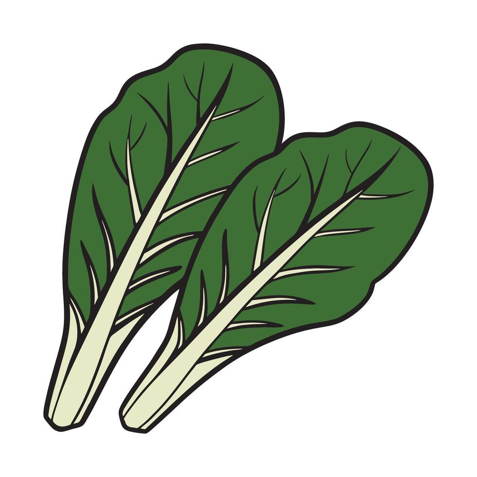 Two green swiss chard leaves with light stems greens vector