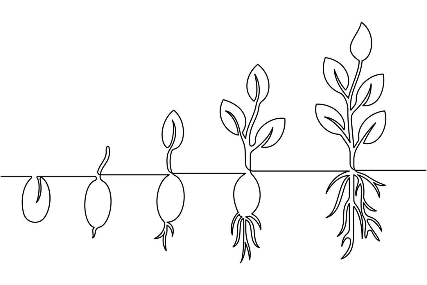 A diagram of the growth of a plant vector
