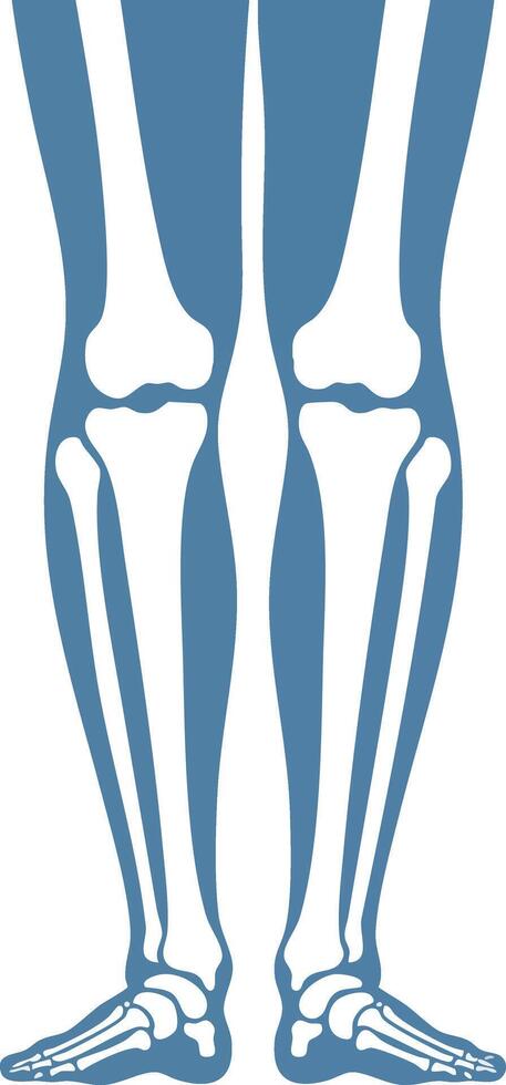 Human leg bone anatomy illustration showing skeletal structure of lower limbs in blue color for medical education and health awareness vector