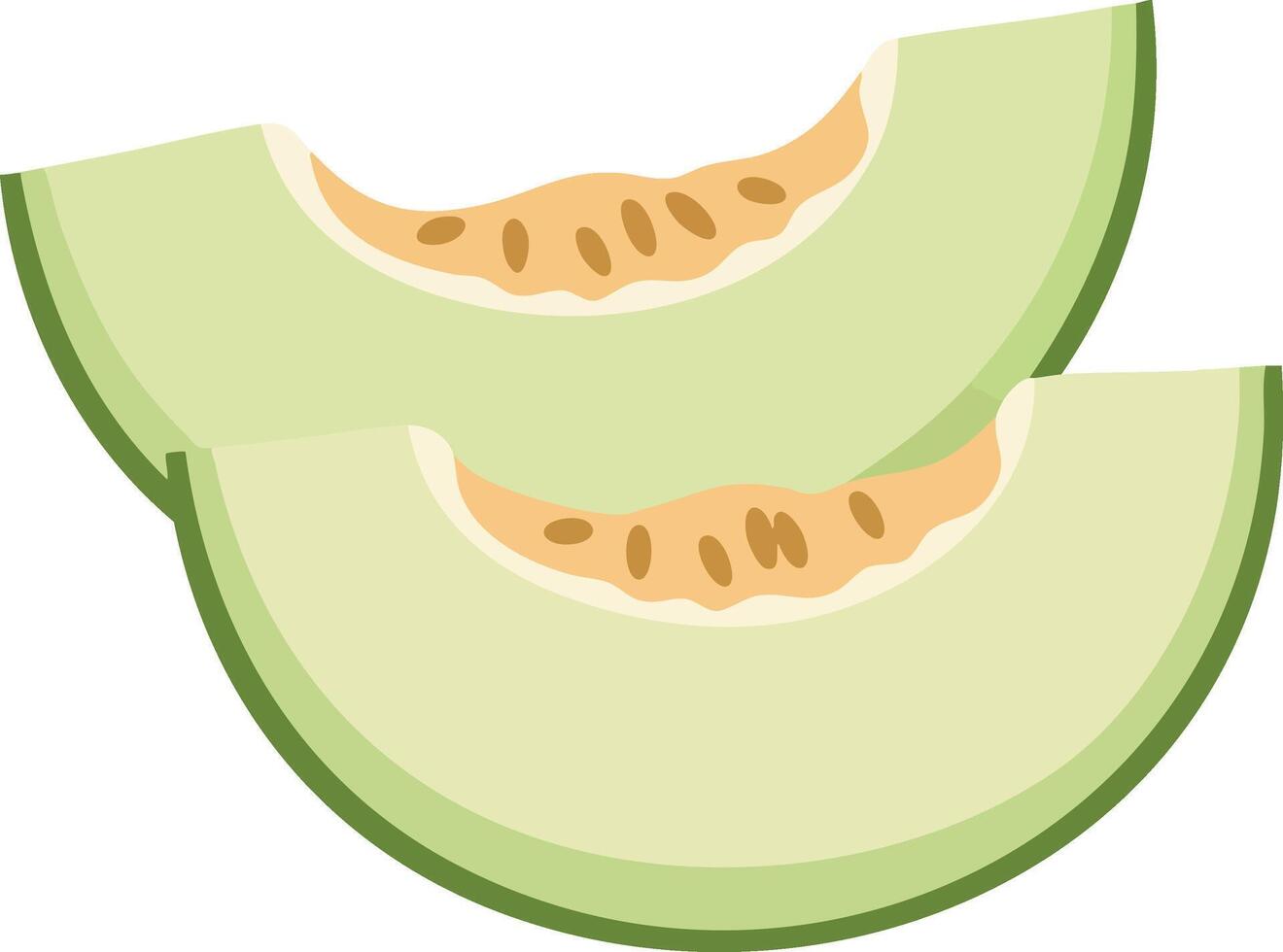 Sliced green melon fruit illustration with seeds and rind detail fresh healthy snack food concept vector