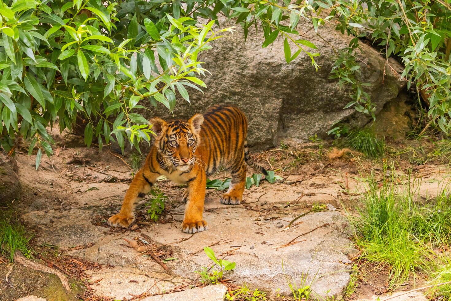 Sumatran tiger little cub. photo