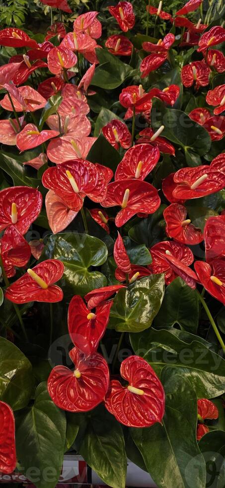 Vibrant red anthurium flowers in lush green foliage c photo