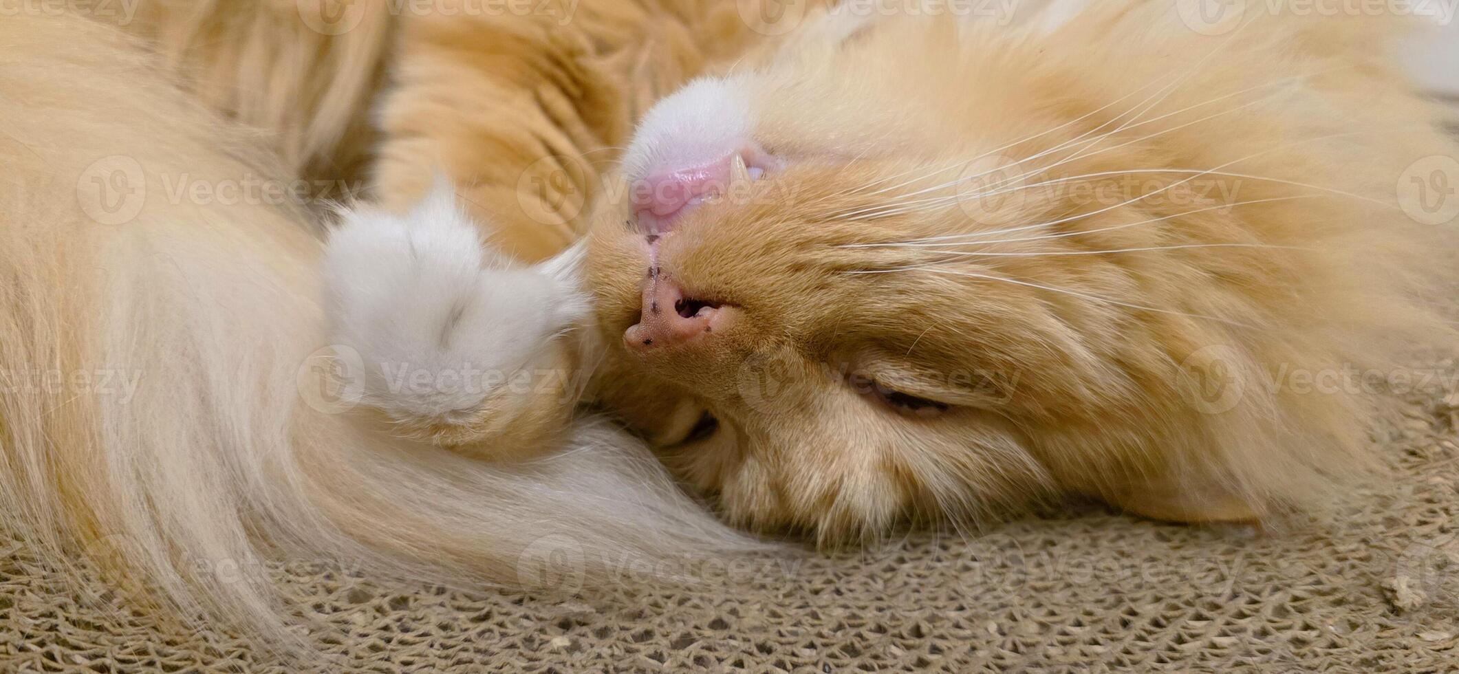 Fluffy orange cat sleeping photo