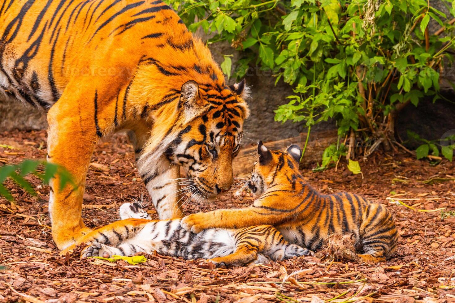 Sumatran tiger with two little cubs photo