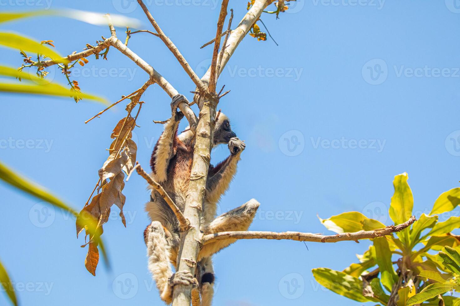 Endangered Coquerel Sifaka Propithecus coquereli Madagascar photo