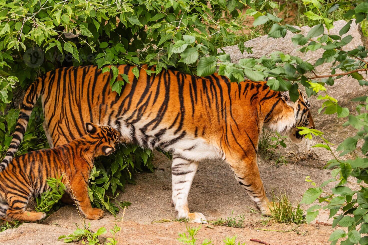 Sumatran tiger family with two little cubs. photo