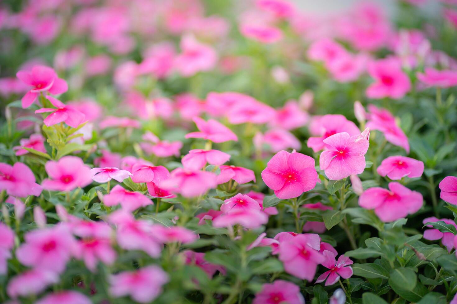 Pink Madagasgar periwinkle or Catharanthus roseus with drop of water blooming in gardenPink Madagasgar periwinkle or Catharanthus roseus with drop of water blooming in garden photo