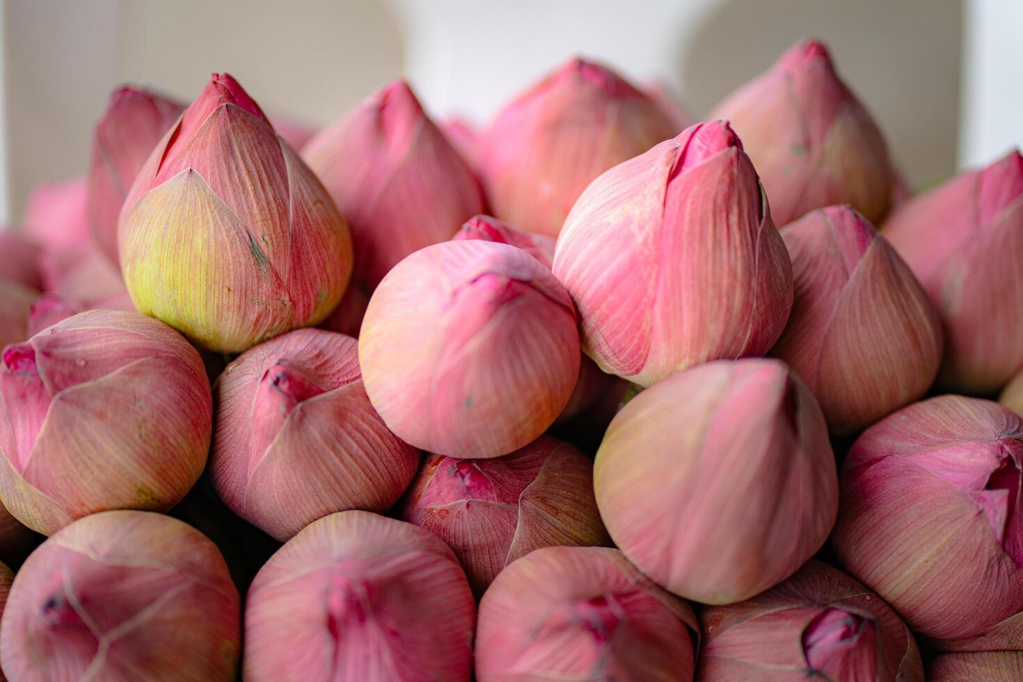 Pink lotus flowers are sold on street by flower market photo