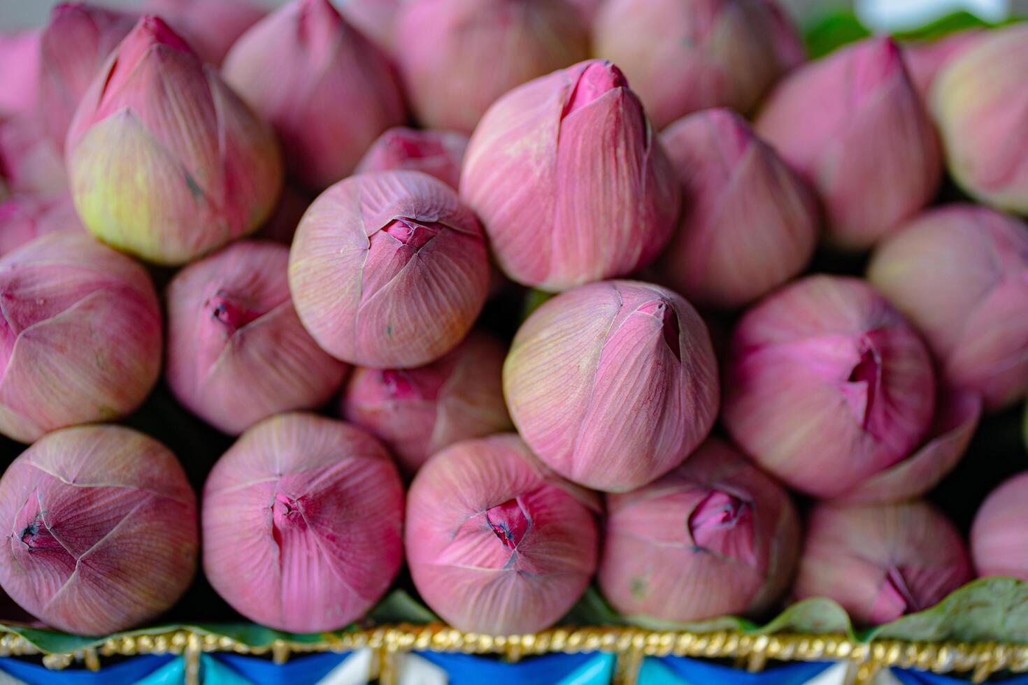 Pink lotus flowers in bucket are sold on street by flower market photo