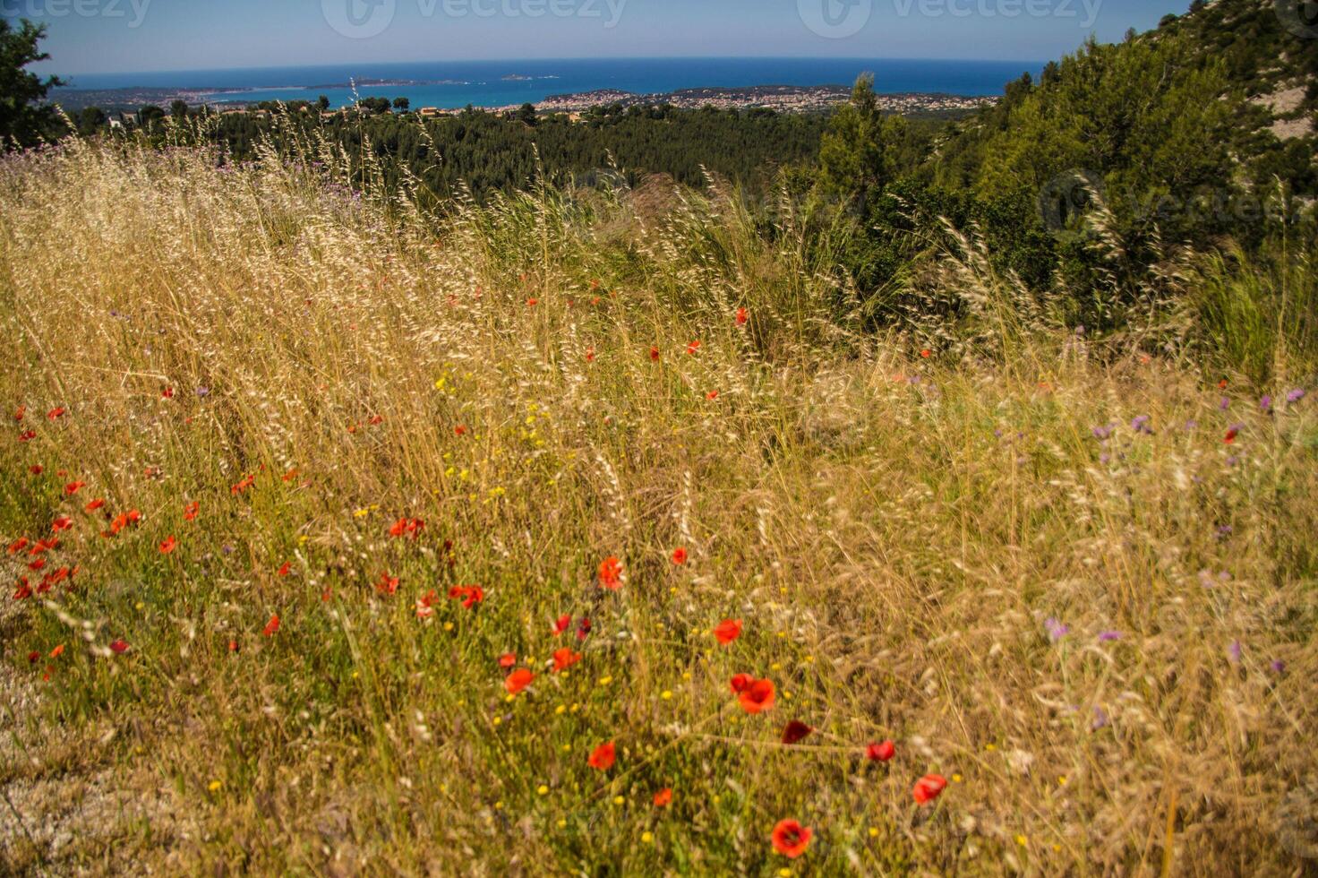 A field of red flowers photo