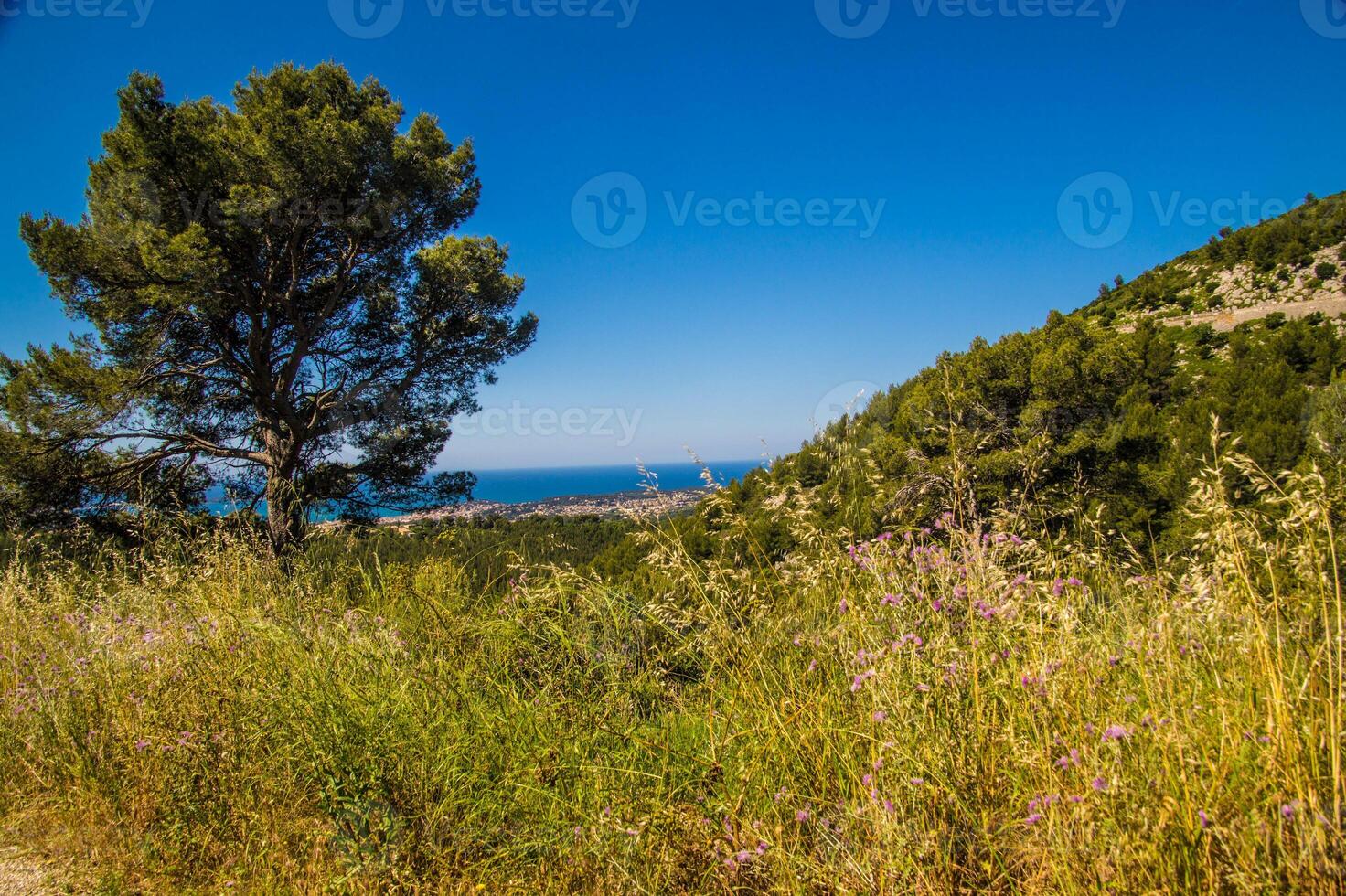 A tree with a large branch in var photo