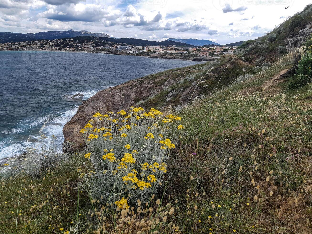 A view of the ocean and a hillside with yellow flowers photo