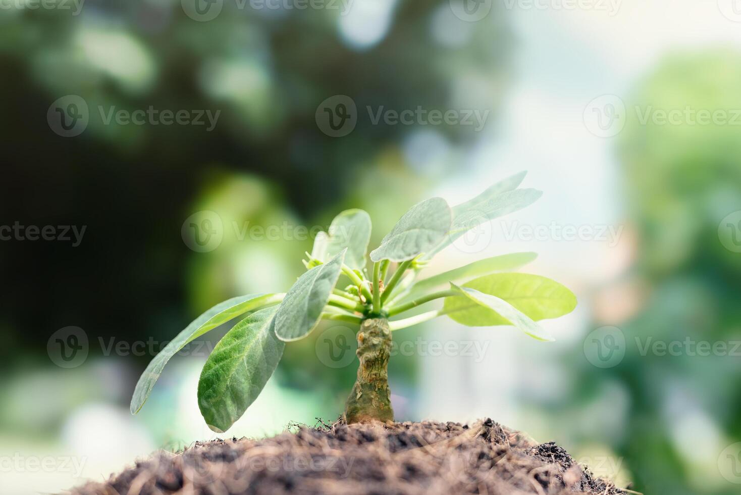 Close-up of a tree in a neutral background growing trees in a natural background and beautiful morning light photo