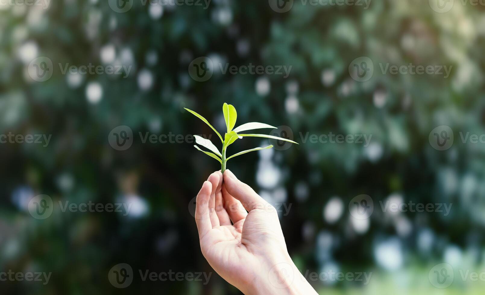Hand holding green sapling isolated on nature background. Blurred green bokeh. Environmental concept. photo