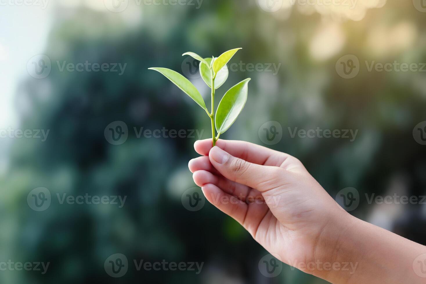 Hand holding green sapling isolated on nature background. Blurred green bokeh. Environmental concept. Earth Day photo