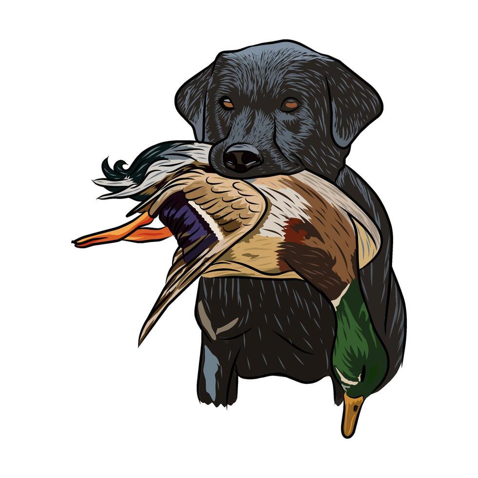 Close-up of a black Labrador with a dead mallard duck in its mouth. vector