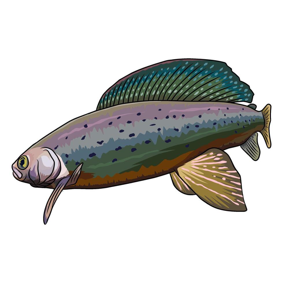 Detailed illustration of a beautiful grayling fish, showcasing its distinctive dorsal fin. vector