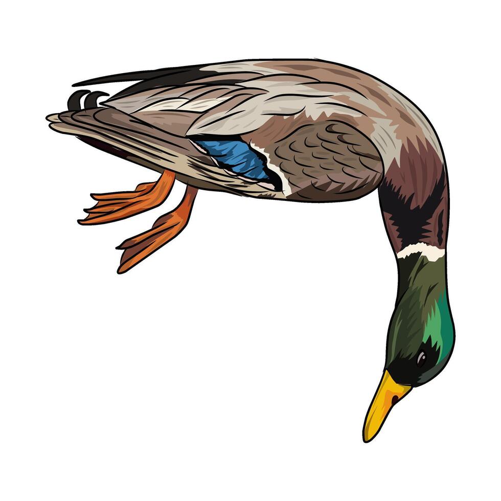 Dead mallard duck illustration, ideal for hunting and outdoor themes. vector