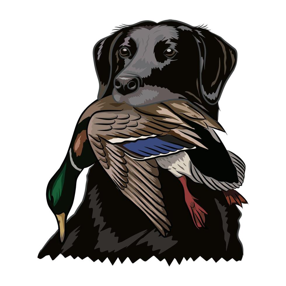 Black Labrador proudly holding a mallard duck after a successful hunt. vector