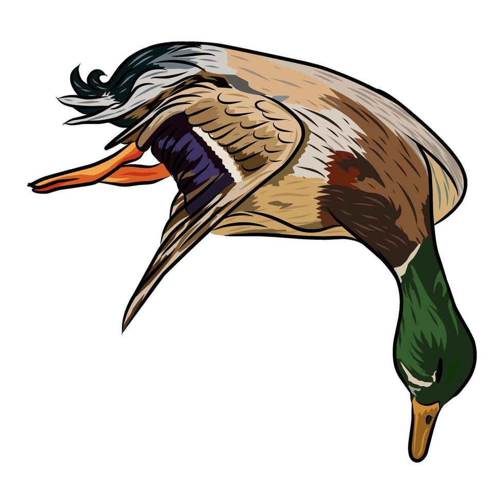 Illustration of a dead mallard duck with detailed feathers. vector