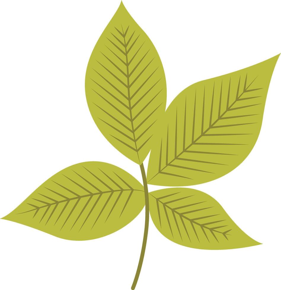 Tropical Leaf Element. Exotic Leaf Plant. vector
