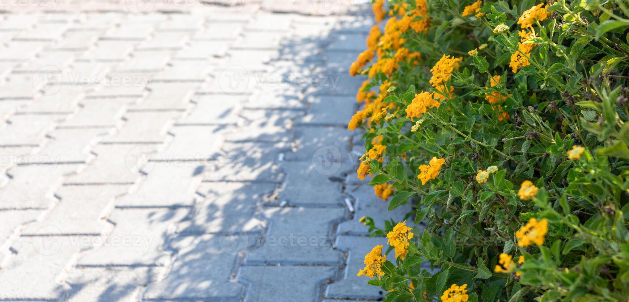 Vibrant yellow flowers blooming alongside a textured stone pathway in a sunny outdoor setting Banner photo