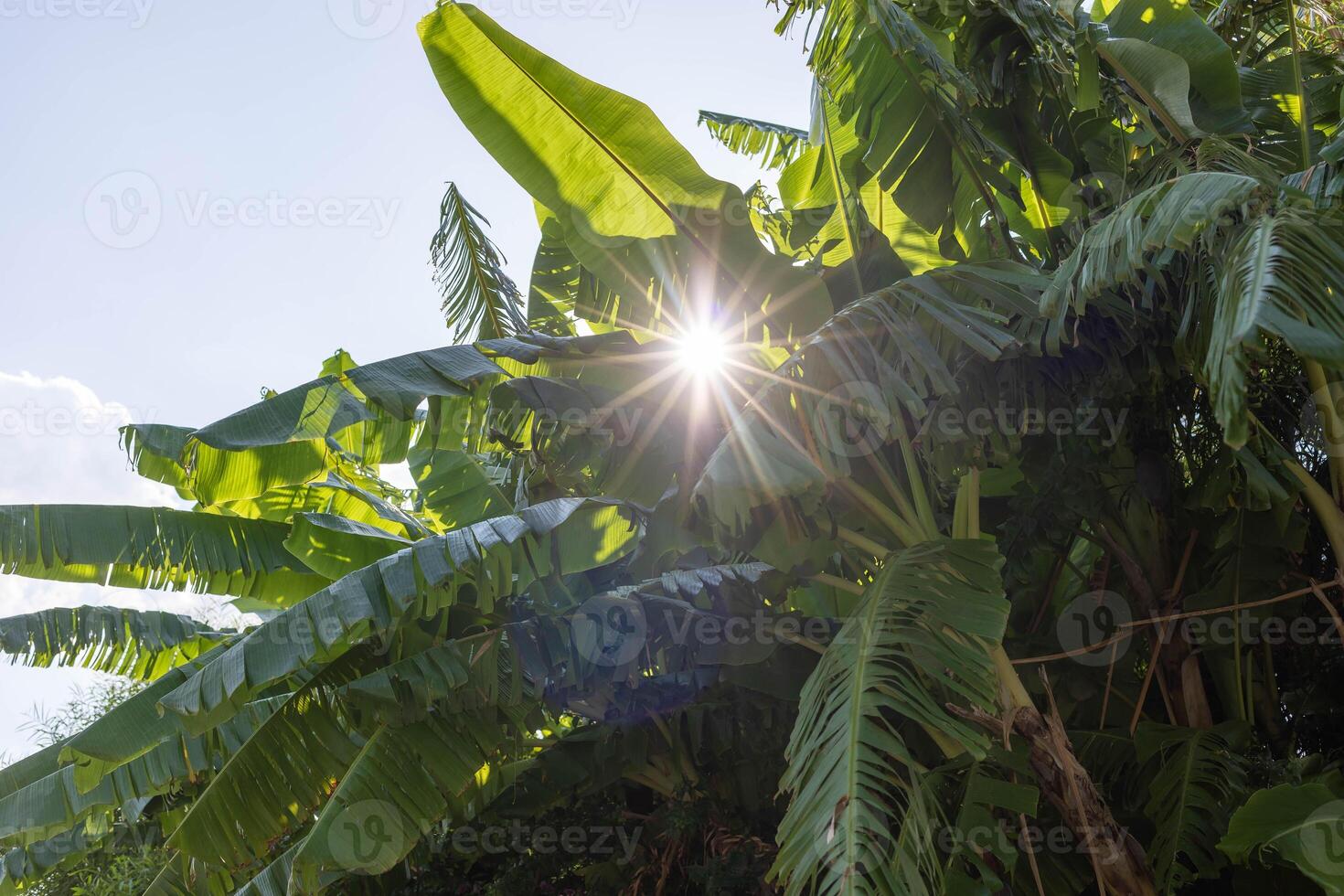 Sunlight filtering through lush green banana leaves in a tropical garden setting photo