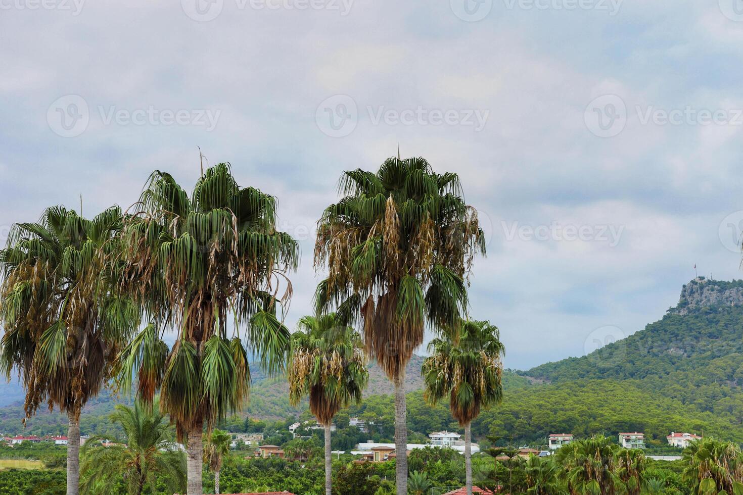 Lush palm trees swaying gently in the breeze against a backdrop of mountains and cloudy sky photo