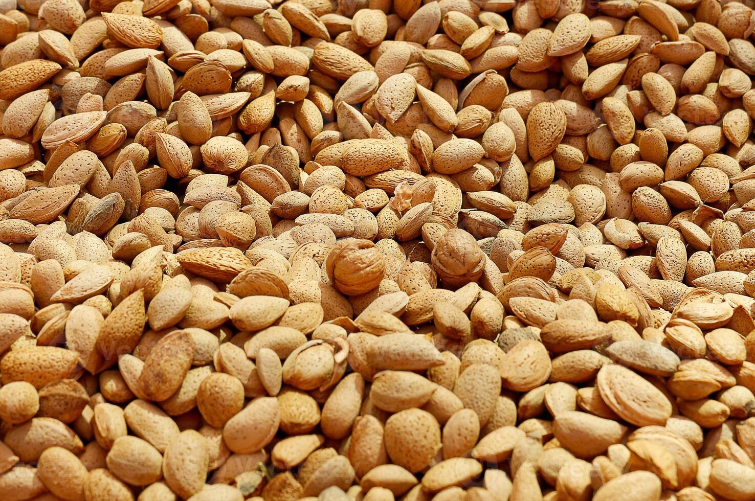 almonds in shell as background with copy space photo
