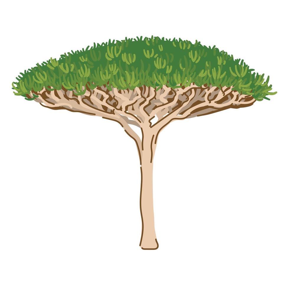 Unique dragon tree or so called Dracaena cinnabari growing in Yemen. Landmark of Socotra island with local name ariyob. illustration in flat style. vector