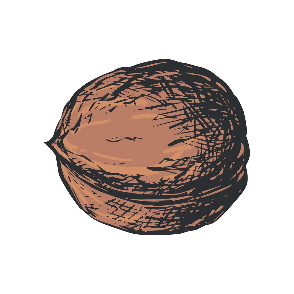 Hand drawn sketch of walnut illustration. Whole nut in shell. Imitation of color engraving. vector