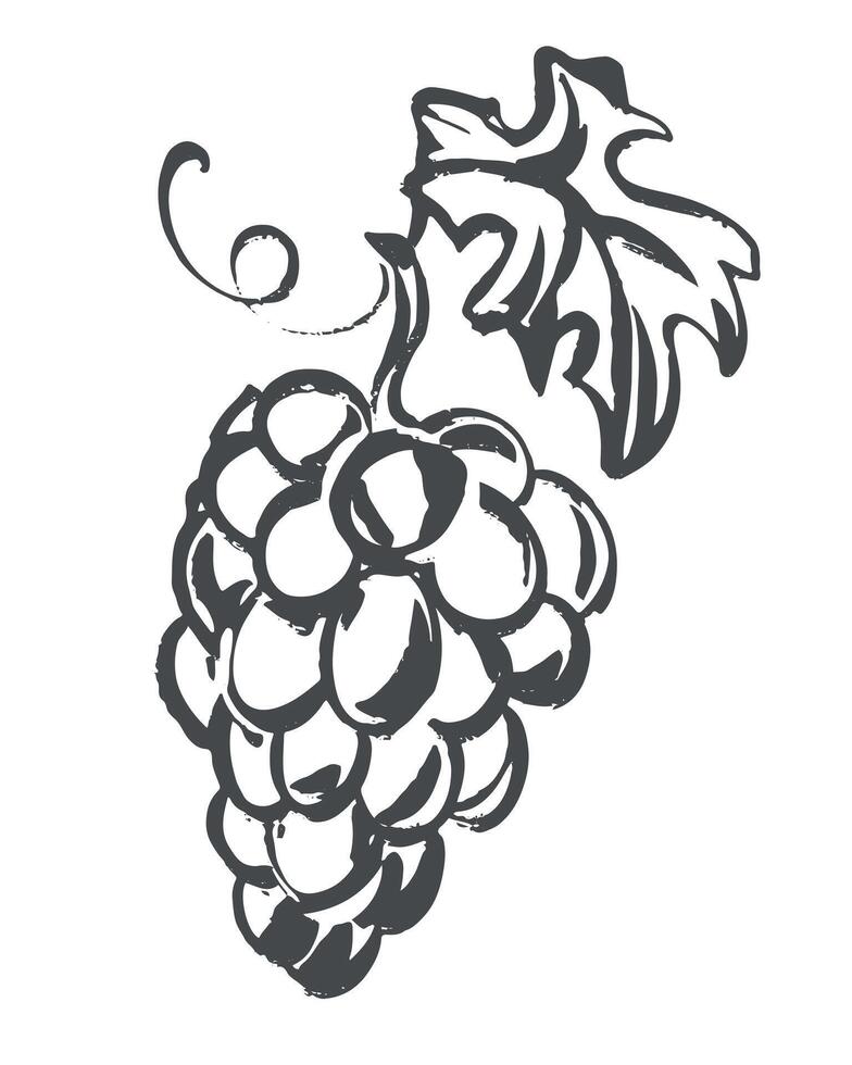 sketch of grapes. Hand drawn illustration. Quick drawing of grapevine with black ink and brush. Clipart for wine label, juice, winery logo. vector