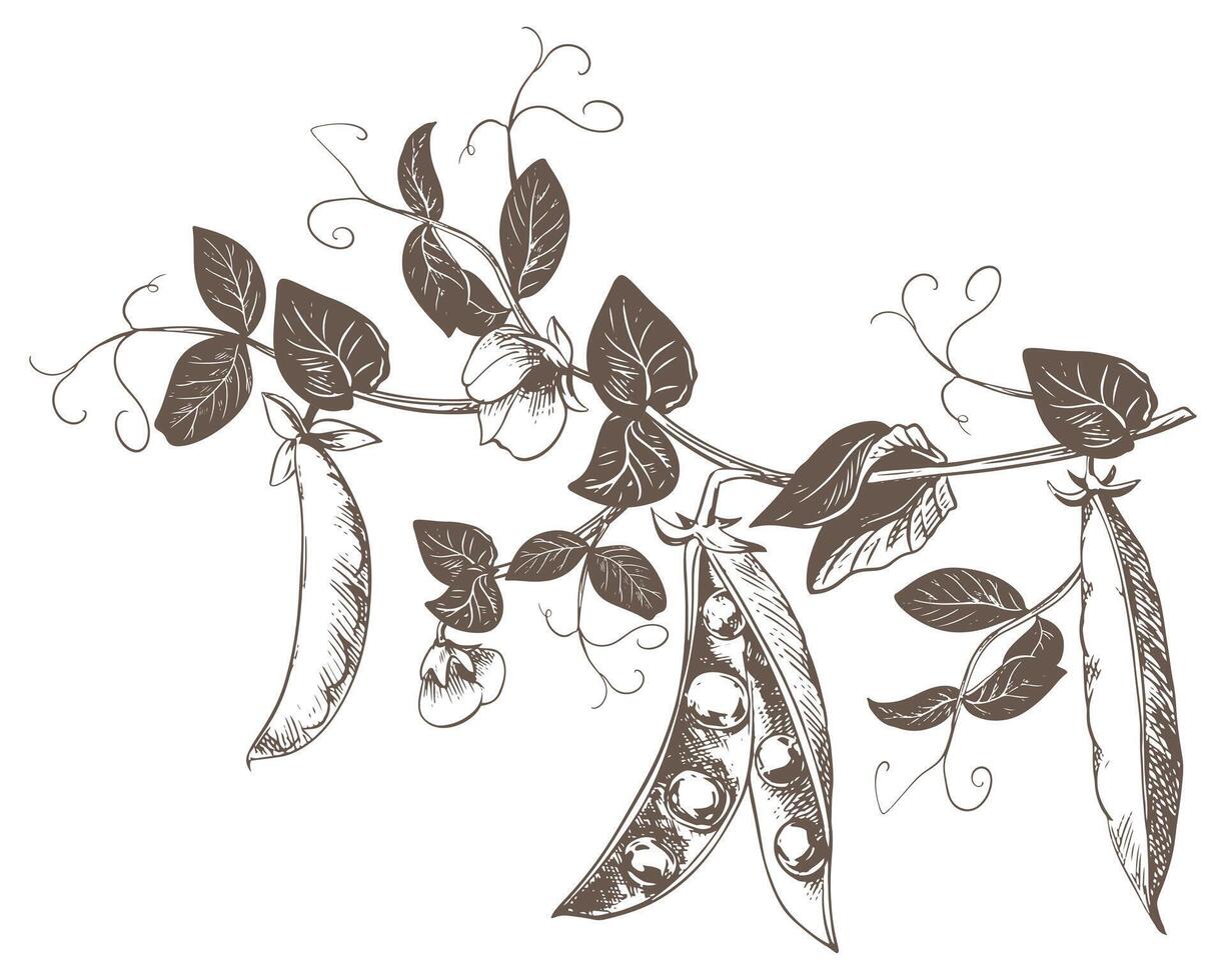 Branch with green pea pods, leaves, flowers and tendrils. ripe bean pod, seeds visible. Imitation of engraving technique. Useful legume crop. Peas are hand-drawn with ink on a white background. vector