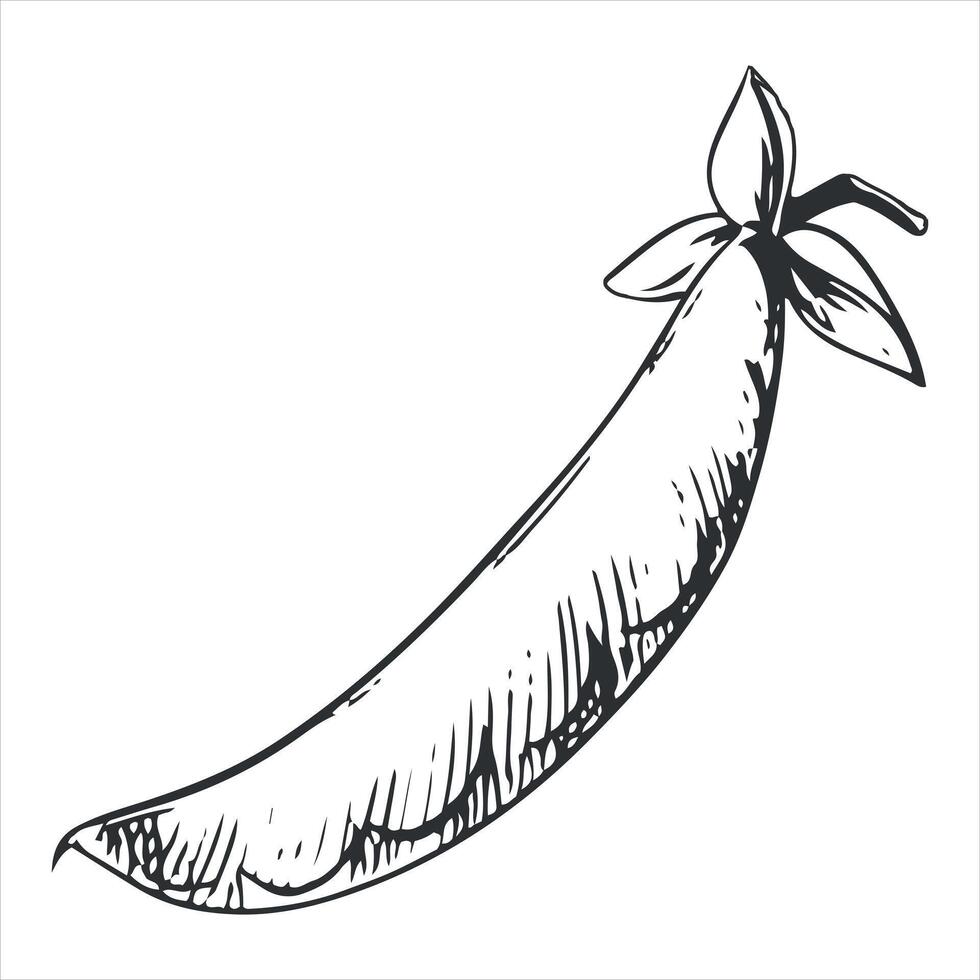 sketch of green peas. Closed bean pod in engraving technique. Useful vegetable crop. Peas hand-drawn in black ink. vector