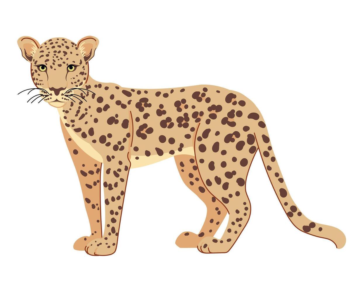 Arabian leopard is a traditionally revered animal in Yemen. Panthera pardus nimr is a large predator living on the Arabian Peninsula. large spotted cat in flat style. vector