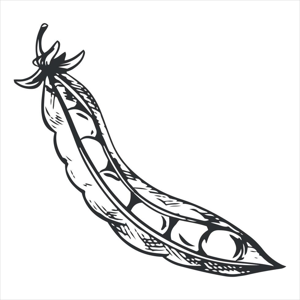 sketch of an open green pea pod. Bean pod, seeds visible. Imitation of engraving technique. The drawing is hand-drawn with black ink on a white background. vector