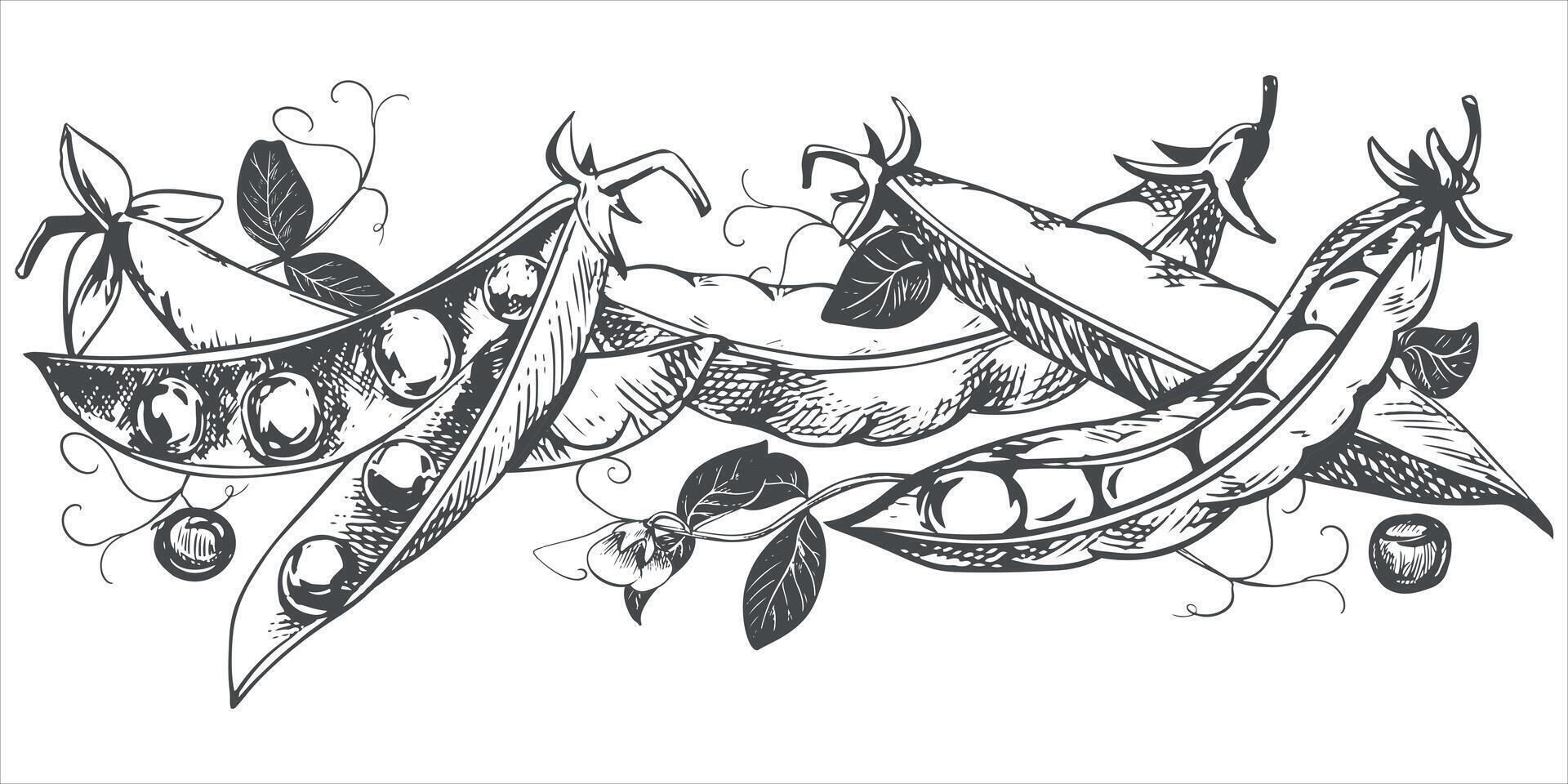 Green pea pods with leaves, flowers, seeds and tendrils lie on the table. sketch in engraving technique. Useful legume crop. Peas are hand-drawn with ink on a white background. vector