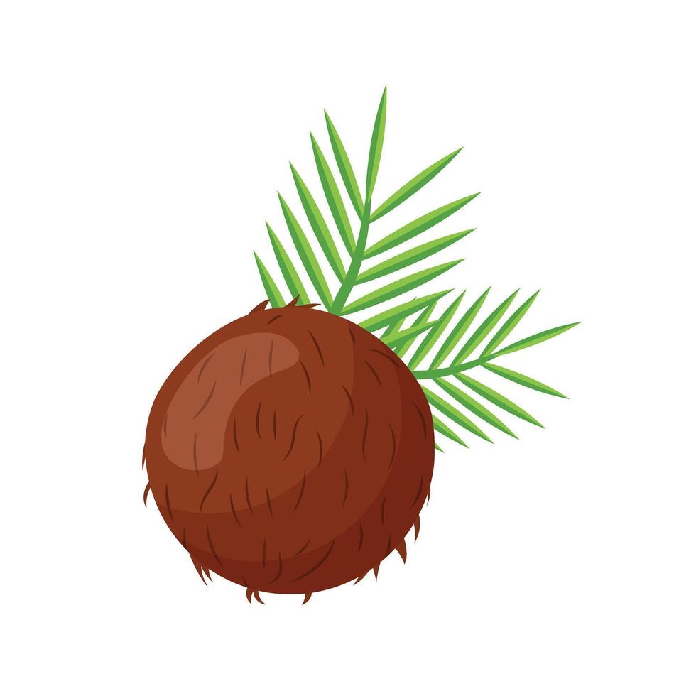 Coconut with green leaves illustration on white background vector