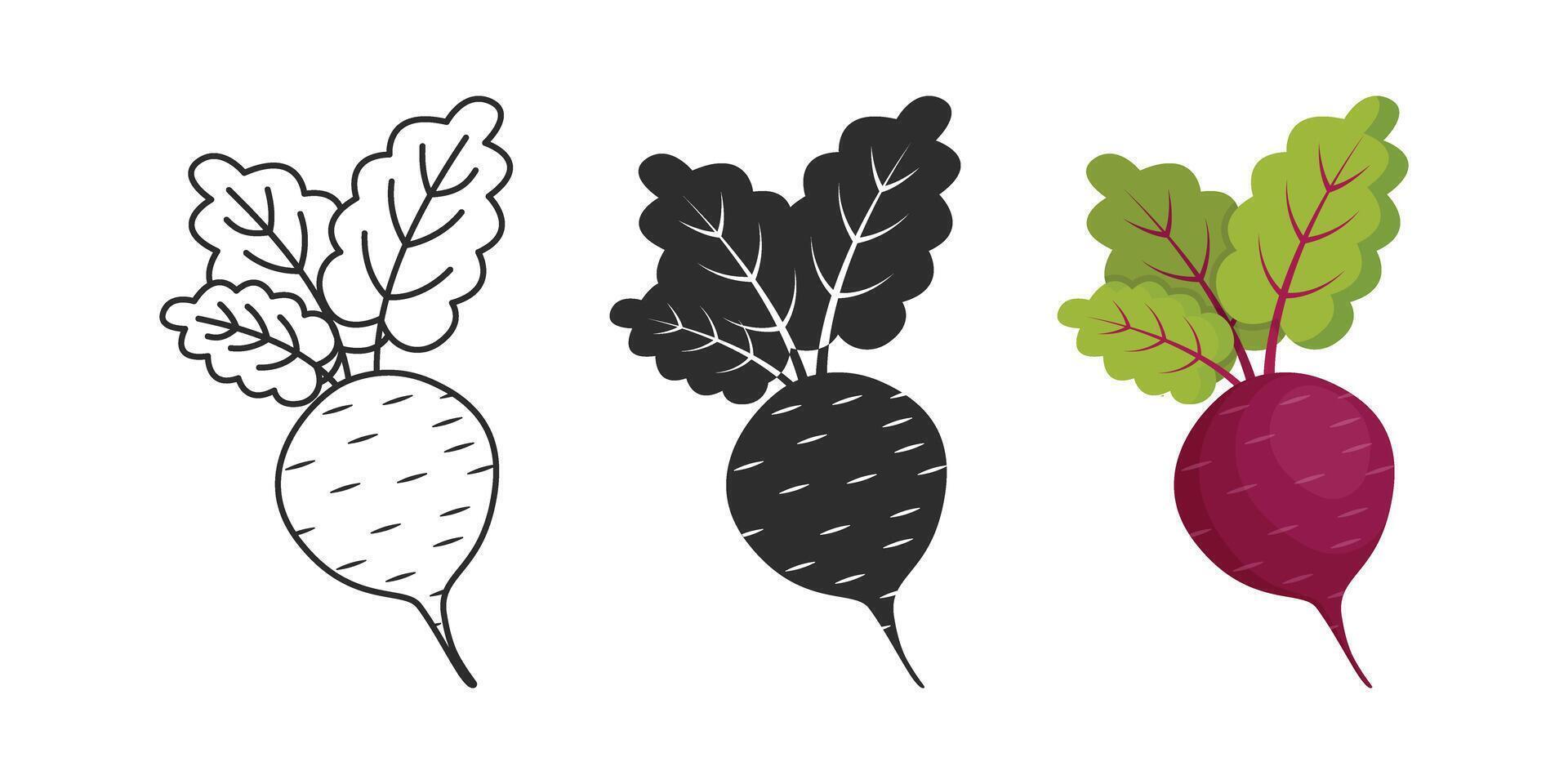 A beetroot is shown in three different colors vector