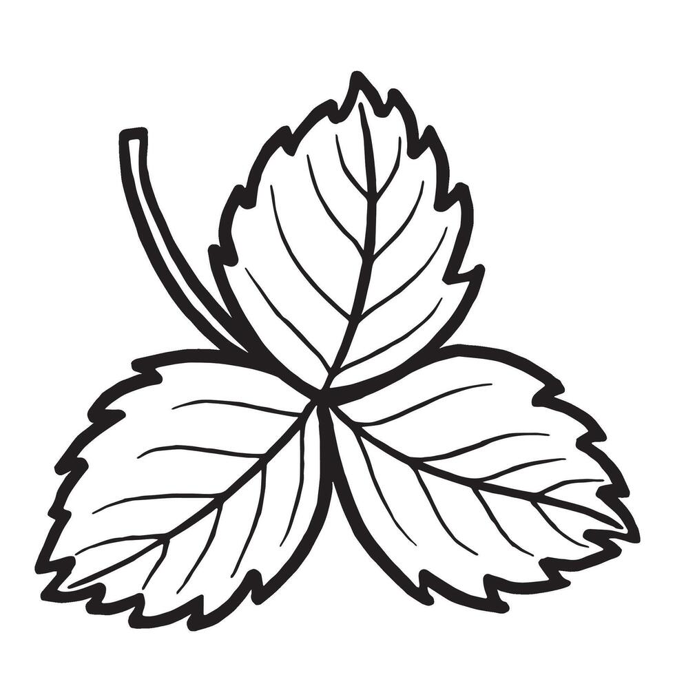 Branch of strawberry leaves hand drawn isolated illustration for food product desing. Fresh garden berries plant black and white, spring foliage. Summer floral botanical sketch line art style. vector