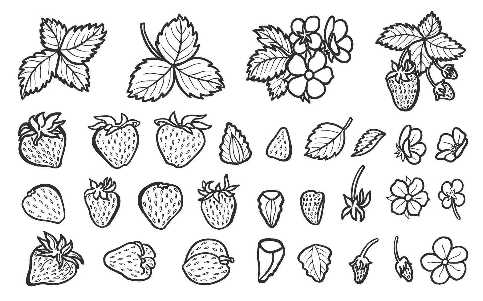Set of strawberry with leaves and flowers, hand drawn illustration for food product desing. Clip art of fresh garden berries black and white, organic healthy food. Summer fruit line art style. vector