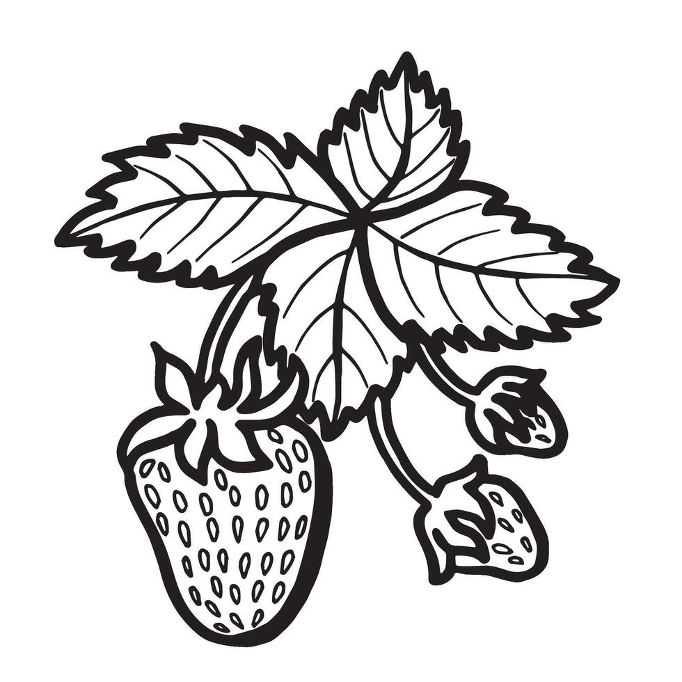 Strawberry with leaves hand drawn isolated illustration for food product desing. Fresh garden berries black and white sketch, organic healthy food. Summer fruit in line art style for cosmetic. vector