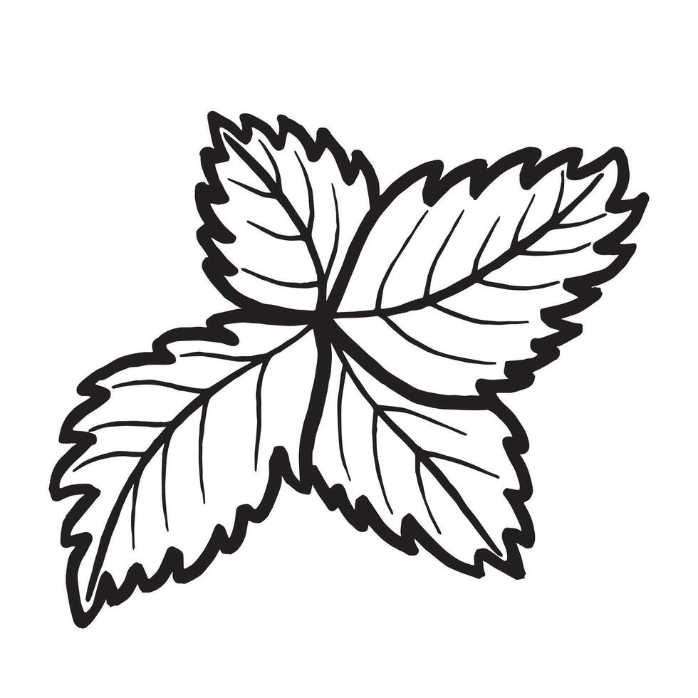 Strawberry leaves hand drawn isolated illustration for food product desing. Fresh garden berries plant black and white, spring foliage. Summer floral botanical sketch line art style. vector