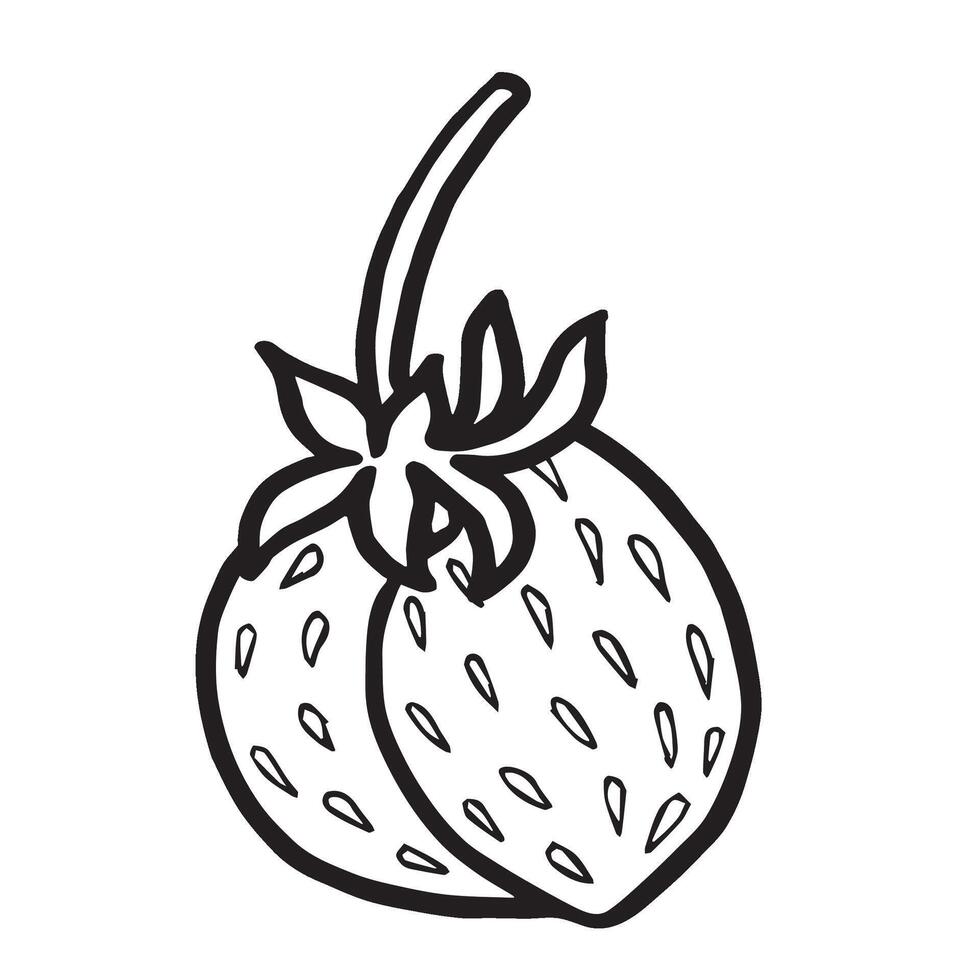Strawberry hand drawn isolated illustration for food product desing. Fresh garden berries black and white sketch, organic healthy food. Summer fruit in line art style for cosmetic. vector